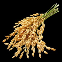 Rice & Rice Products